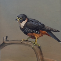 Bat Falcon, 2026