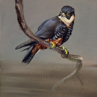 Bat Falcon, 2026