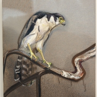 Collared Forest-Falcon, 2025