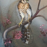 Collared Forest-Falcon with floral arrangements, 2025
