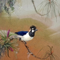 Tufted Jay, 2025