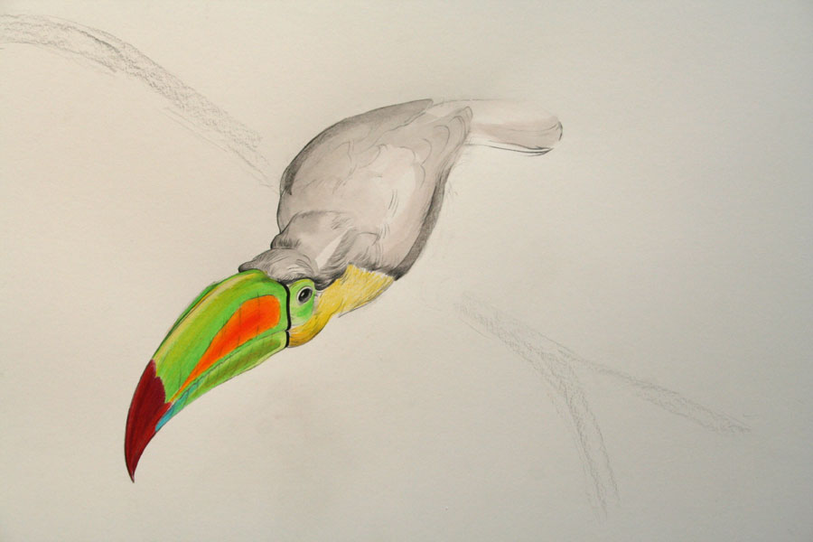 keel-billed toucan (rainbow-billed toucan)