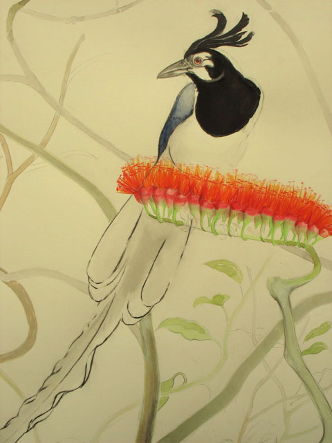 detail: black-throated magpie-jay