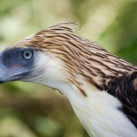 Even in captivity, a Philippine Eagle is a stunning sight to behold with its shaggy crest and huge size.