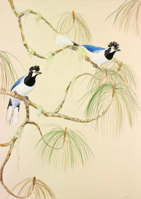 Painting of Tufted Jays by David Tomb