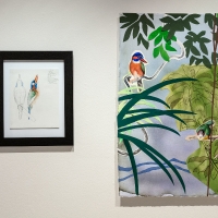 Blue-capped Wood Kingfisher and museum study