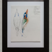 Blue-capped Wood Kingfisher museum study