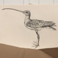 detail: Long-billed Curlew