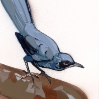 Blue Mockingbird